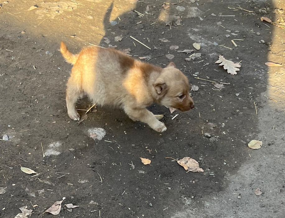 Одам щенят щенят