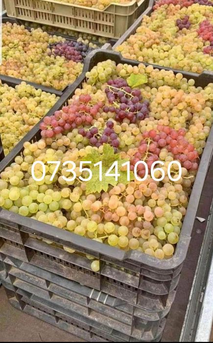 Aducem spre vânzare struguri de vin