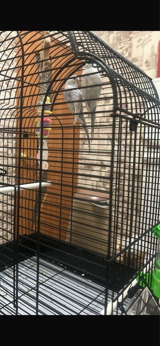 Продам двух попугайчиков девочка и мальчик + клетка