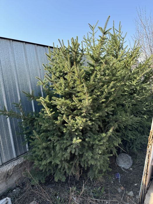 Елка 3 шт в наличий