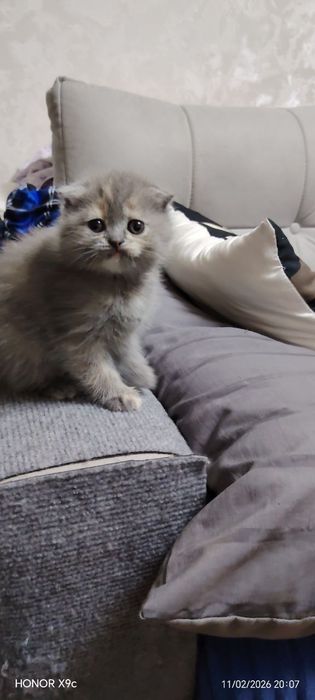 Вислоухие Шотландские котята от правельной вязки в подарок своим любим