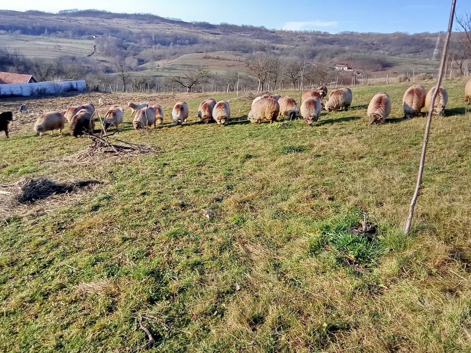 Vând 30 de oi țurcane