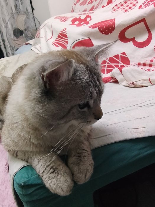 Отдам котёнка в хорошие руки