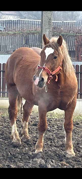 Disponibil manz comtoa‼️