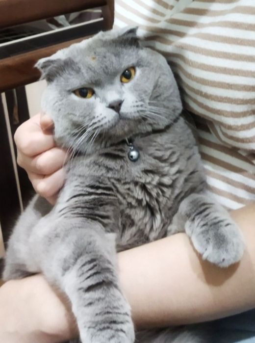 Вязка скотиш фолд