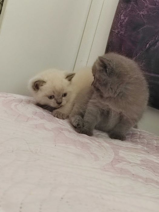 Домашни любимци котки