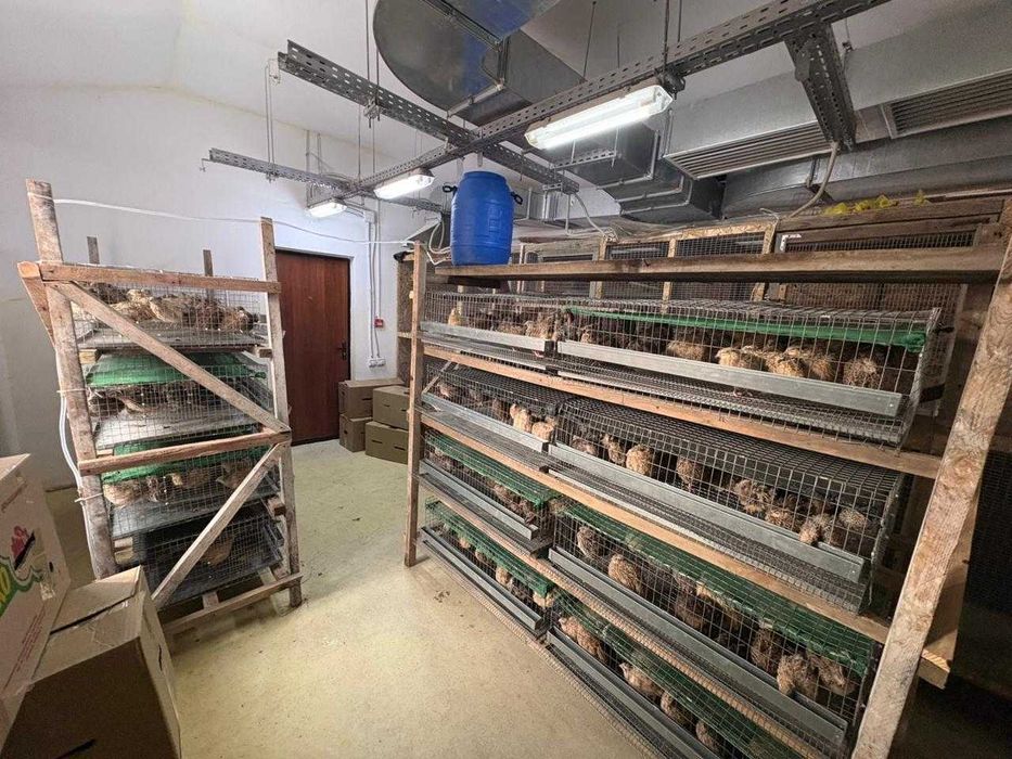 Перепелиные яйца.