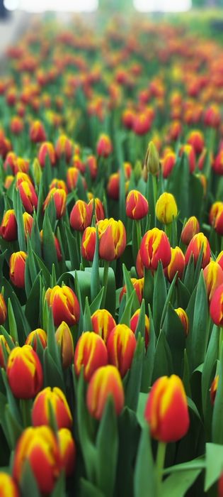 Тюльпаны оптом в пачках