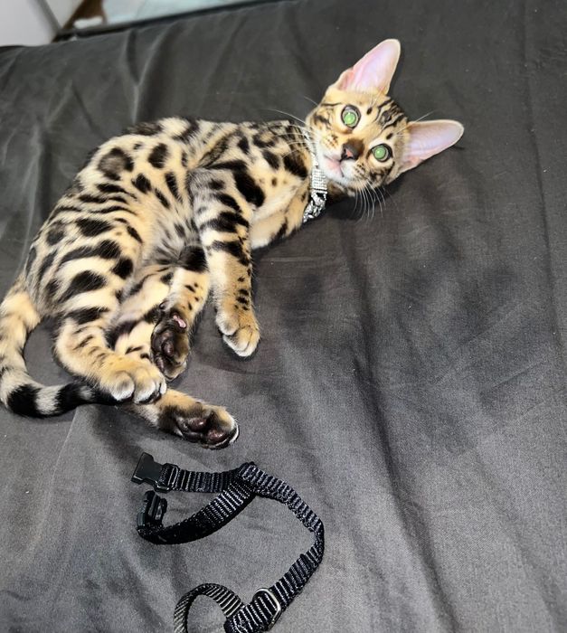 Бенгалски котка, малък тигър