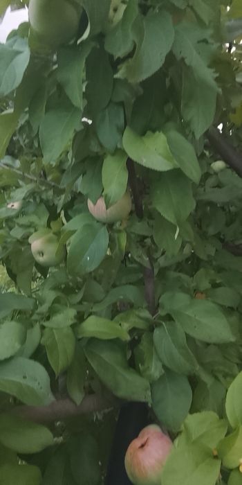 Продаётся дачный участок с летним домиком