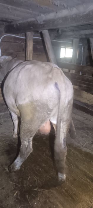 Taur  de  vânzare