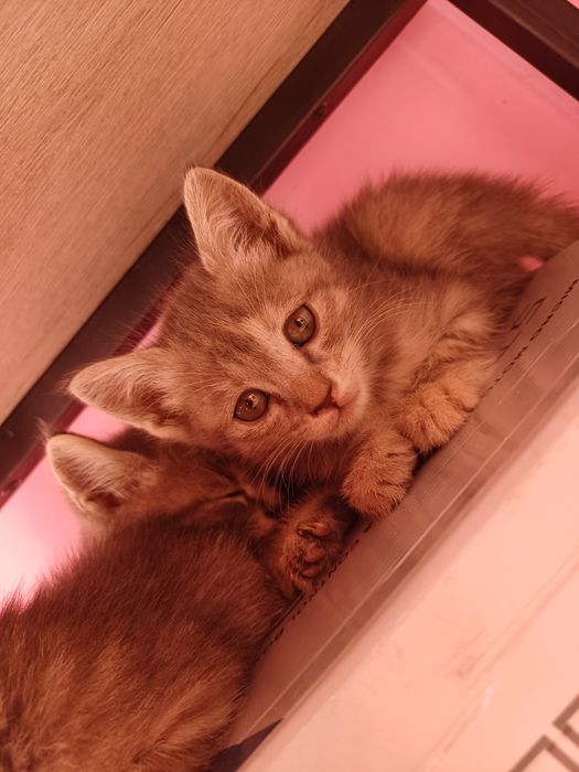 Скотш страй серый
