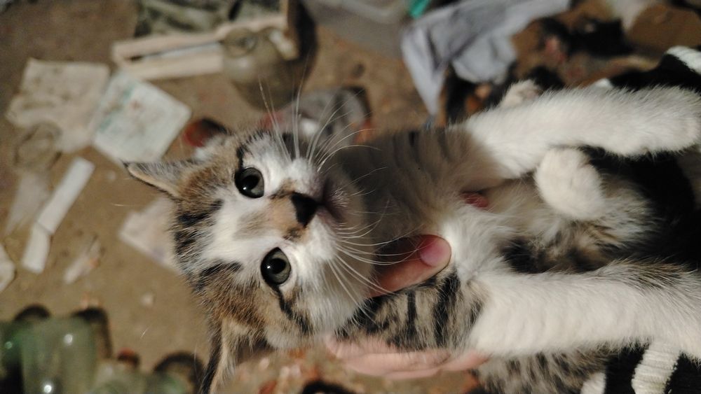 Котята слишком милые!