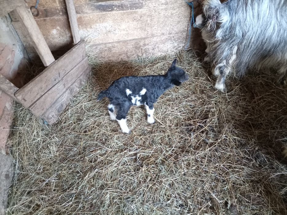 Vând 2 capre tinere