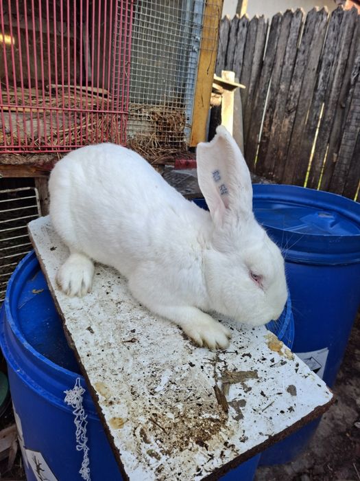 Iepure Uriaș German Alb