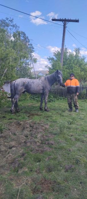 Продам табунного жеребца