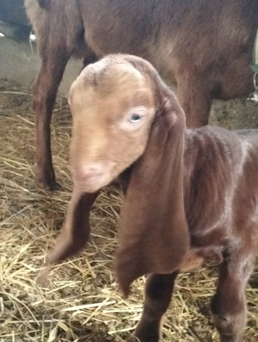 Продается козлёнок 50%камори, 50% битал !