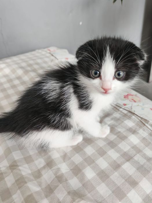 Отдам котят в добрые руки