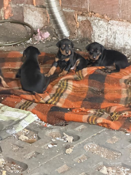 Чистокръвен доберман на 3 месеца доберман ваксина и паспорт