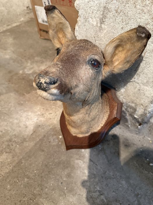 Продавам препарирана сърна