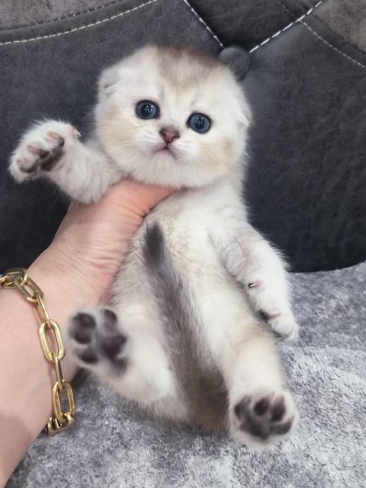 Скоттиш фолд шиншилла