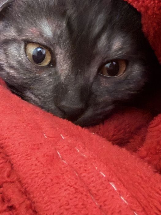 котик трехмесчная