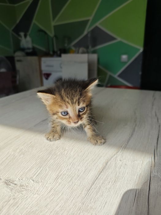 Отдам котят в добрые руки