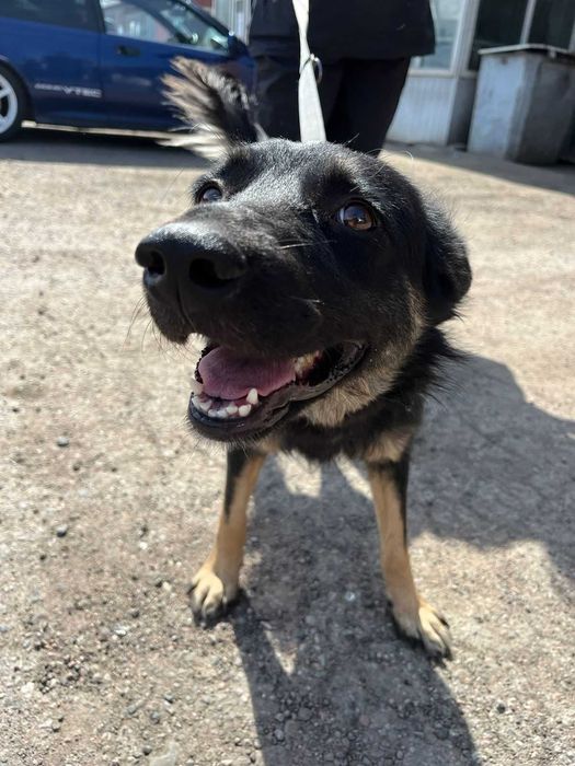 Молодой пёсик Рэмбо ищет дом!