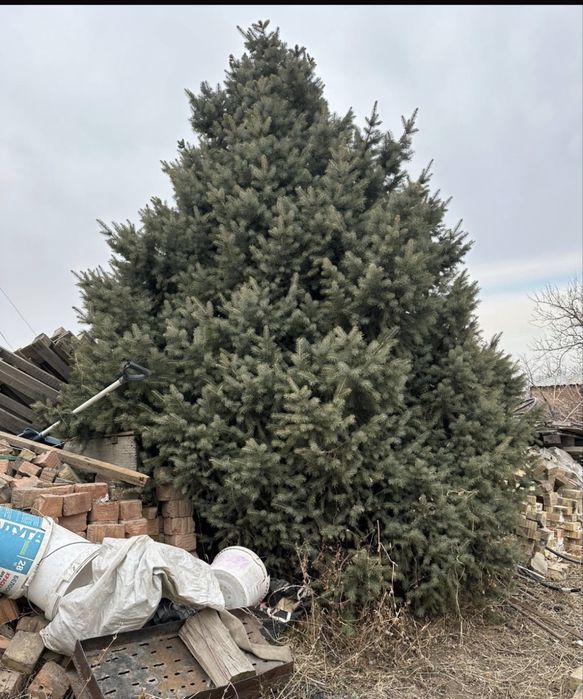 Продам живую елку.