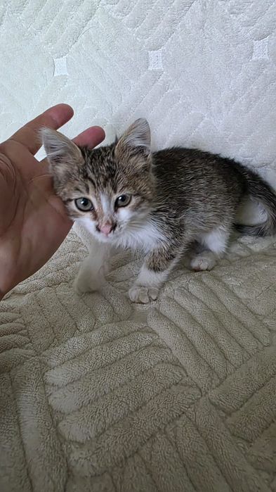 Отдам котенка в добрые руки