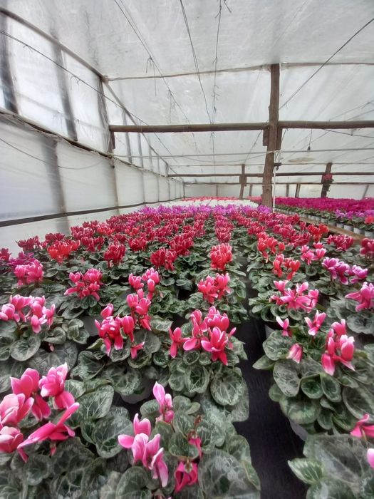 Flori cyclamen zambila cineraria
