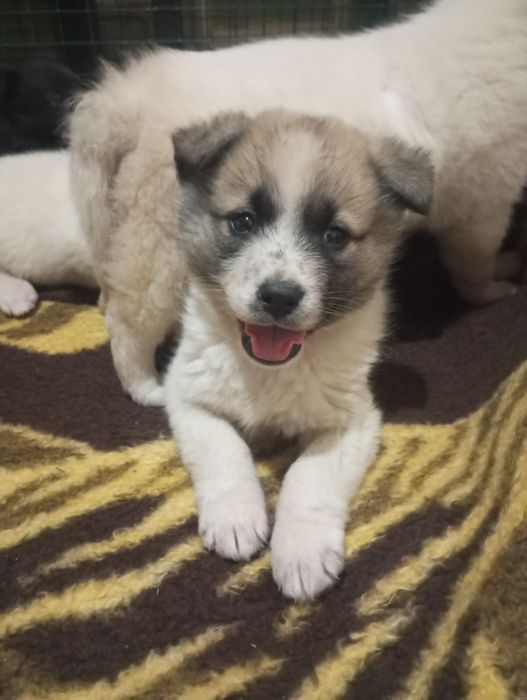 Акита   мальчик и девочки