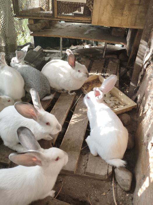 продам кроликов колифорния