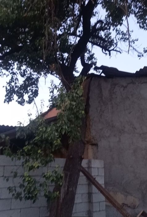 Дерево урюк на дрова