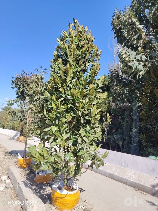Magnoli  bo'yi 5 metr