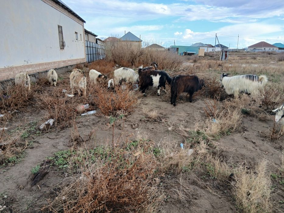 Лақты ешкі туша теке