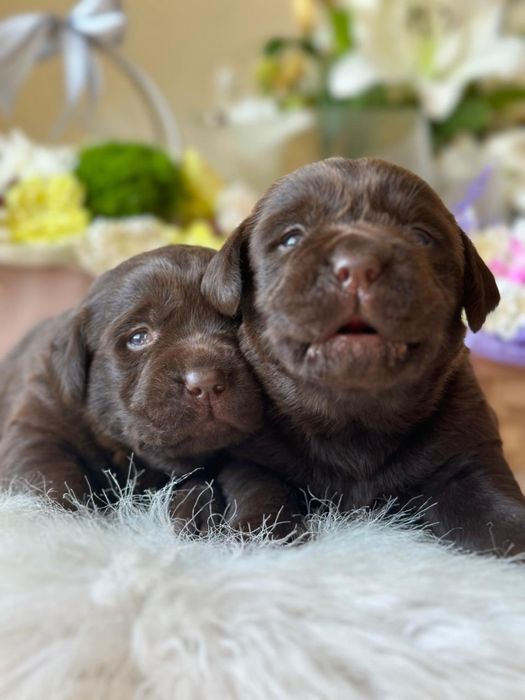 Щенки лабрадора, питомник, документы
