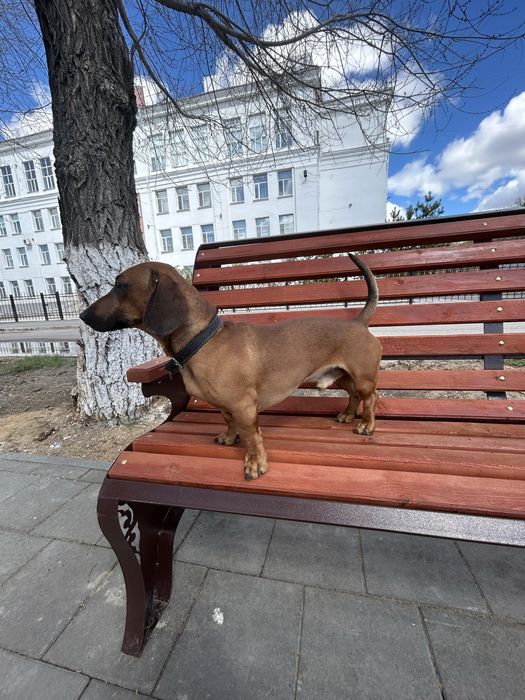 Такса кобель на случку