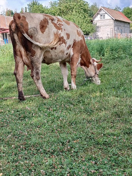 Vând vaca de 4 ani