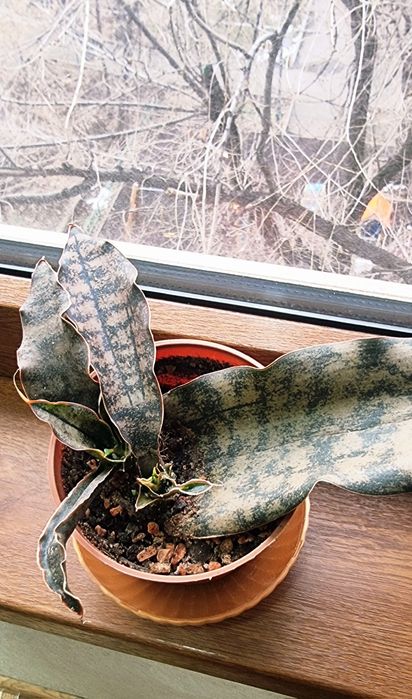 Комнатные растения от 1000