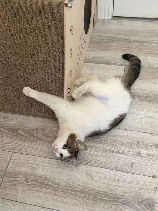 Кошечка Варя,красотка!!!