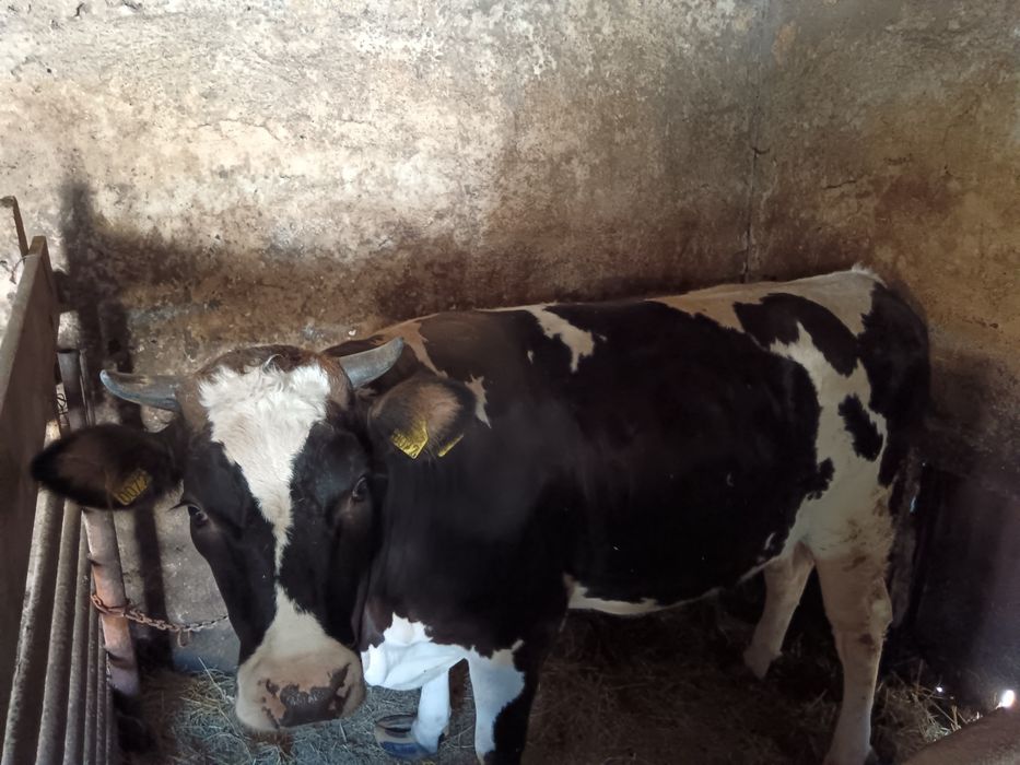 Vițica pentru prăsilă