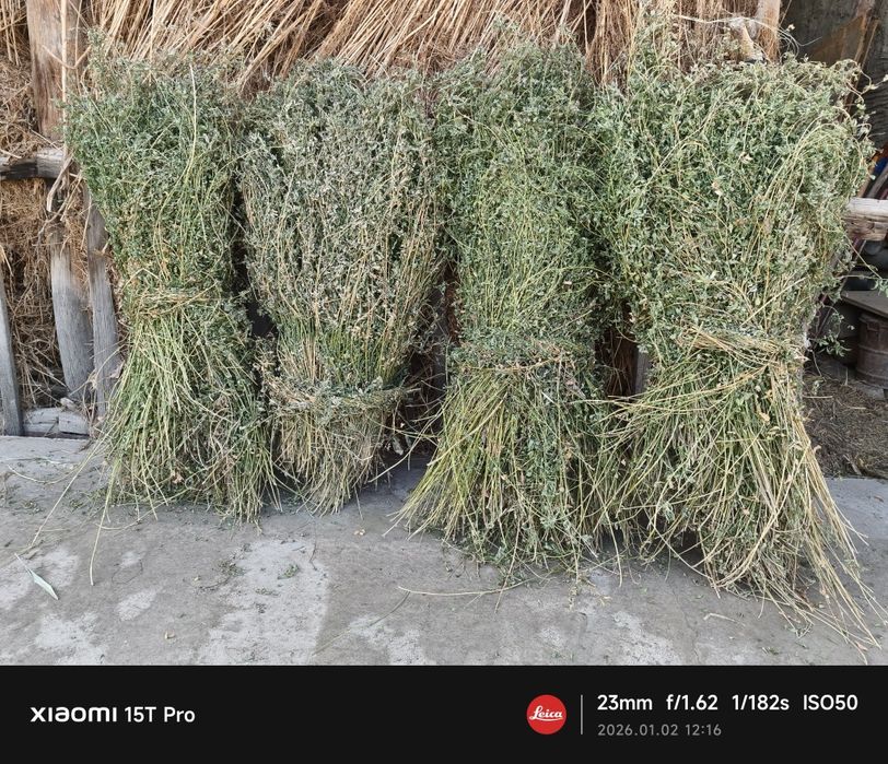 Беда сотилади жондор