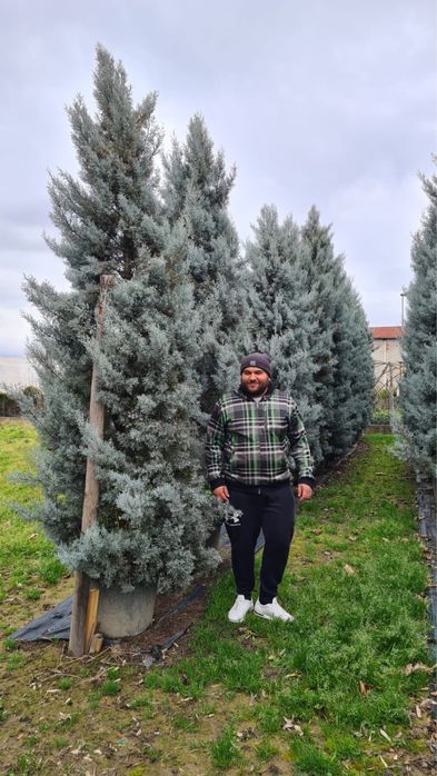 Plante ornamentale decor grădini