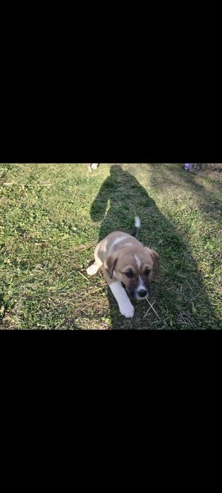 Donez catei  talie mare