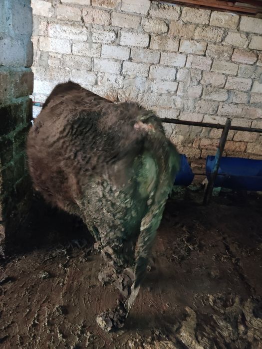 Буаз сиыр сатылады