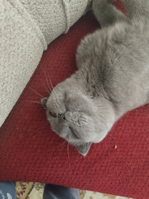 Кот скотиш фолд короткошерстный