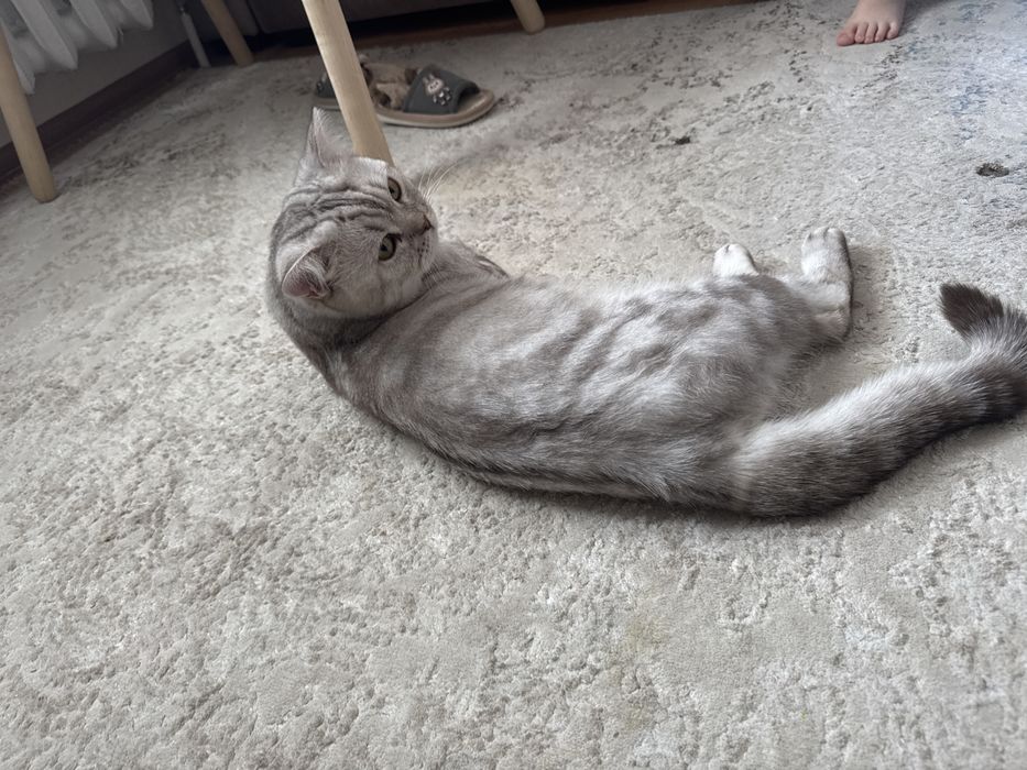 Отдам кота год и 9 месяцев