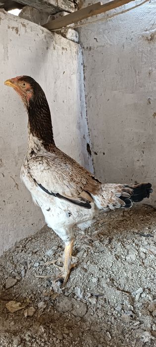 Toza ishonchli tulak Shamo makyon