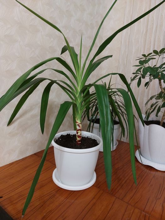 Продам комнатный цветок  Юкка